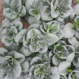 'Aijiaoqing' Bok Choy Seeds - F1 Hybrid, Glutinous Texture, Great Flavor, Stable Yield