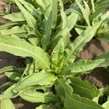 Crispy Youmai Cai Seeds - Tender, Slow-Bolting, Versatile Garden Greens