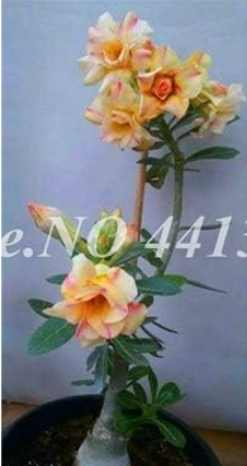 Rare Desert Rose Seeds Ornamental Adenium Obesum (Color: 21)