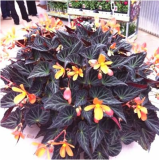 Beautiful Begonia Seeds for Garden Balcony (Color: 6)