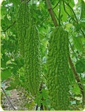 World Long Gourd Seeds Vegetable Seeds Hong Kong