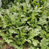 Medium-Leaf Garland Chrysanthemum Seeds - Fast Growing, Cold Tolerant Leafy Green