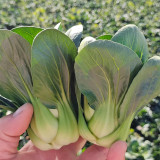 'Aijiaoqing' Bok Choy Seeds - F1 Hybrid, Glutinous Texture, Great Flavor, Stable Yield