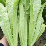 Crispy Youmai Cai Seeds - Tender, Slow-Bolting, Versatile Garden Greens