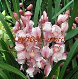 Beautiful and Elegant Cymbidium Seed Orchid Ornamental Flowers (Color: A1)