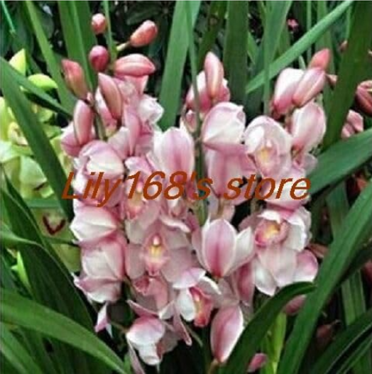Beautiful and Elegant Cymbidium Seed Orchid Ornamental Flowers (Color: A1)