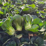 'Aijiaoqing' Bok Choy Seeds - F1 Hybrid, Glutinous Texture, Great Flavor, Stable Yield