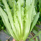 Crispy Youmai Cai Seeds - Tender, Slow-Bolting, Versatile Garden Greens