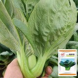 'Aijiaoqing' Bok Choy Seeds - F1 Hybrid, Glutinous Texture, Great Flavor, Stable Yield