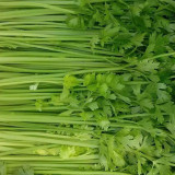 Michelin Fruit Celery Seeds - Crispy, Juicy Stalks for Snacking, Salads & Juicing