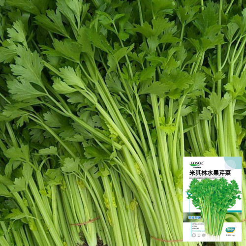 Michelin Fruit Celery Seeds - Crispy, Juicy Stalks for Snacking, Salads & Juicing