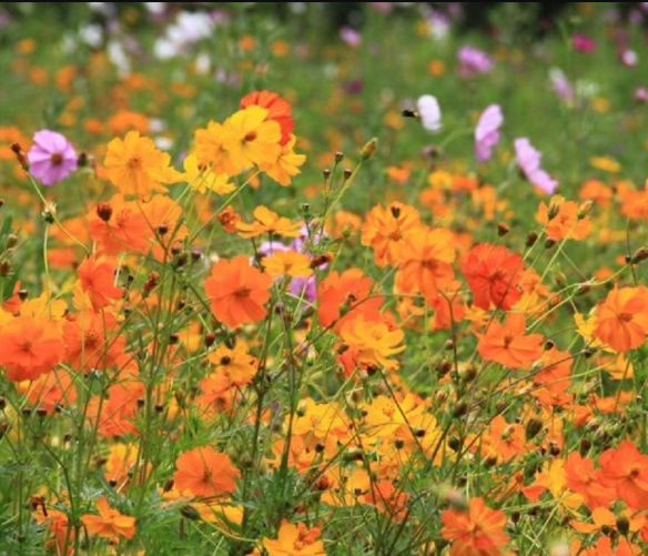Sulfur Cosmos Seeds, Bright Lights Mix