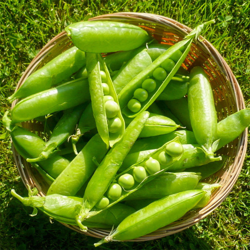 'Cherry Blossom' Snap Pea Seeds - Dwarf, Early-Maturing Variety with Double Pods, Sweet & Crisp for Salads