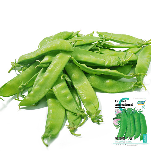 Large-Pod Snow Pea Seeds - Mid-Early Variety, High Yield, Crisp Tender Pods, Vigorous, Trellis Cultivation