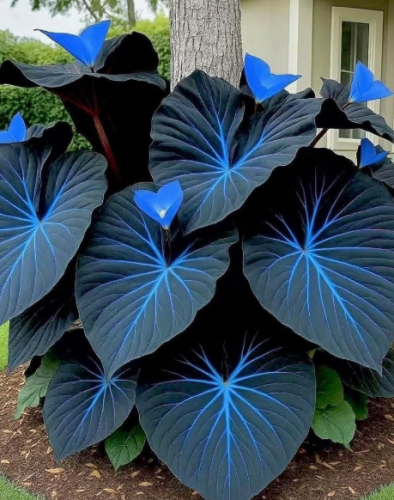 Variegated Caladium Seeds evergreen ornamental hosta (Blue and Black)