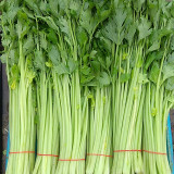 Michelin Fruit Celery Seeds - Crispy, Juicy Stalks for Snacking, Salads & Juicing