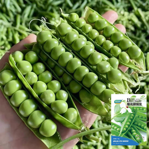 'Cherry Blossom' Snap Pea Seeds - Dwarf, Early-Maturing Variety with Double Pods, Sweet & Crisp for Salads