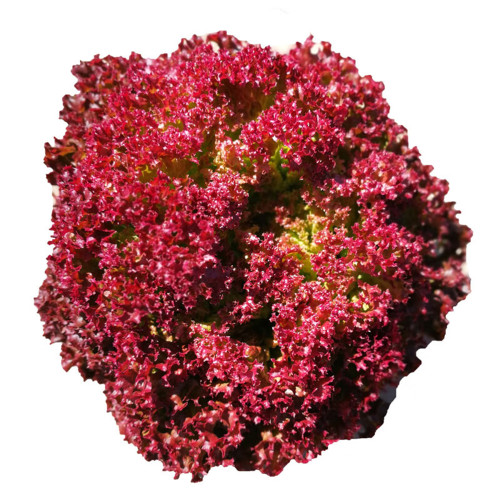 Purple Rosa Lettuce Seeds - Curly & Fast-Growing for Home Gardening