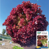 Purple Rosa Lettuce Seeds - Curly & Fast-Growing for Home Gardening