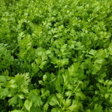 Michelin Fruit Celery Seeds - Crispy, Juicy Stalks for Snacking, Salads & Juicing