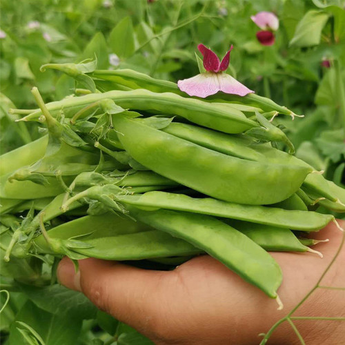 Large-Pod Snow Pea Seeds - Mid-Early Variety, High Yield, Crisp Tender Pods, Vigorous, Trellis Cultivation