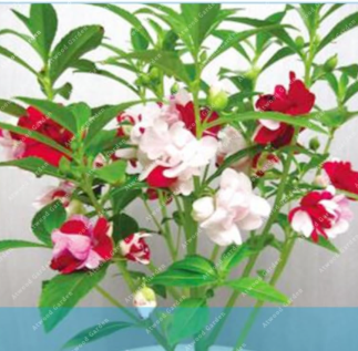 Garden Balsam Double Impatien Seeds Flower for Home Garden Rare Variety