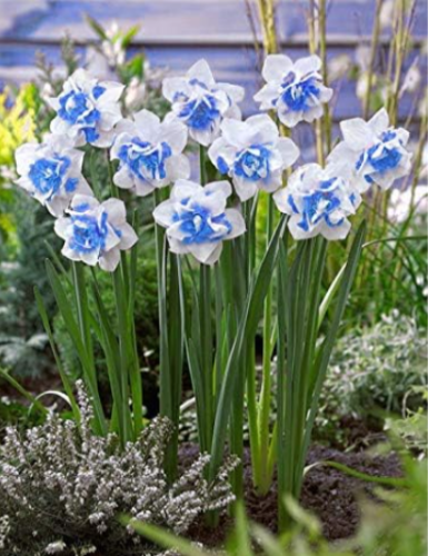 Narcissus Seeds Potted Daffodil Flower Perennial Indoor (Color: 12)