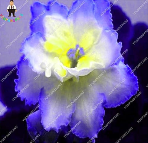 African Violet Flower Seeds Saintpaulia Ionantha (Color: Plum)