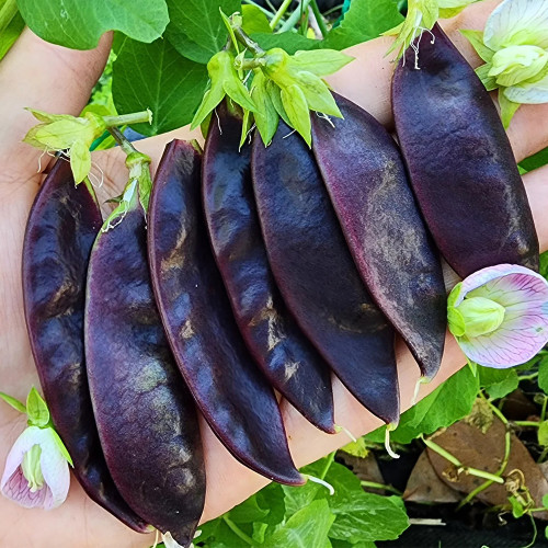 Purple-Podded Snow Pea Seeds - High-Yielding, Early-Maturing Variety with Purple Pods & Rich in Anthocyanins