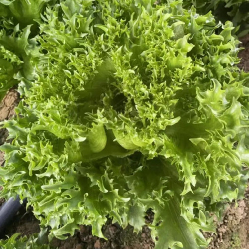 Chrysanthemum Salad Lettuce Seeds - Unique Frilly Leaves, Crisp Texture