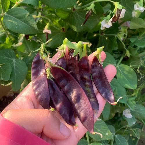 Purple-Podded Snow Pea Seeds - High-Yielding, Early-Maturing Variety with Purple Pods & Rich in Anthocyanins