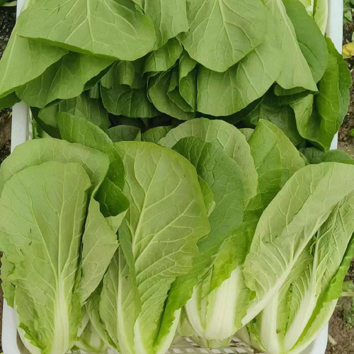 '168' Fast-Grow Bok Choy Seeds - High Yield, Strong Disease Resistance