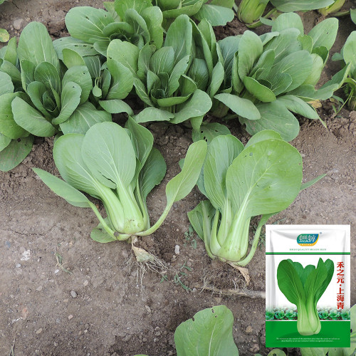 'Hezhiyuan' Shanghai Bok Choy Seeds - F1 Hybrid, Heat Tolerant, Bolting Resistant, Fast Growing