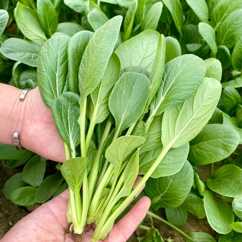 Round-Leaved Baby Bok Choy Seeds - Heat Tolerant, Disease Resistant, High-Yield & Fast-Growing Upright Variety