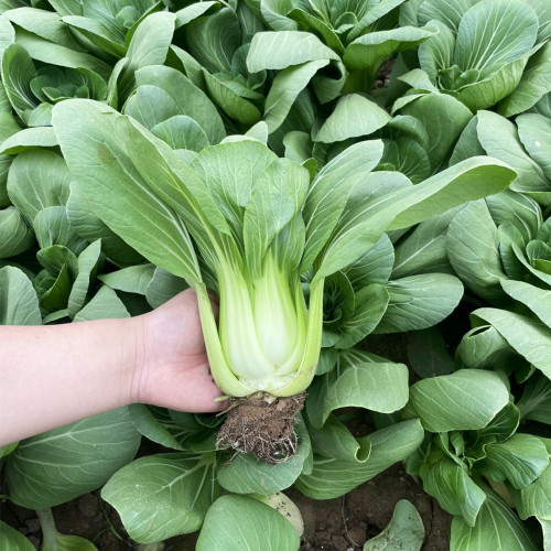 'Hezhiyuan' Shanghai Bok Choy Seeds - F1 Hybrid, Heat Tolerant, Bolting Resistant, Fast Growing