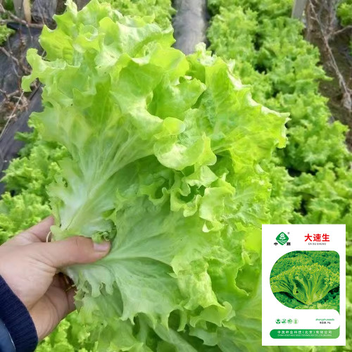 'Dasusheng' Lettuce Seeds - High Yield, Ideal for Fresh Salads & Home Growing