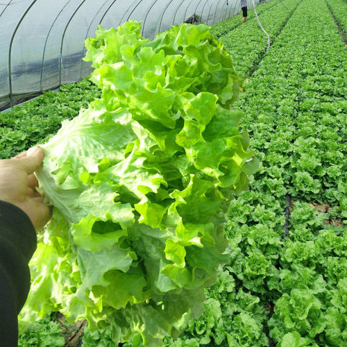 'Dasusheng' Lettuce Seeds - High Yield, Ideal for Fresh Salads & Home Growing