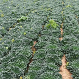 Flat Cabbage Seeds - High-Yield, Cold-Tolerant, Ideal for Small Gardens