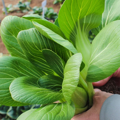 Shanghai Bok Choy Seeds - Easy to Grow, Crisp & Delicious Taste, High Quality, High-Yield, Disease Resistant Variety
