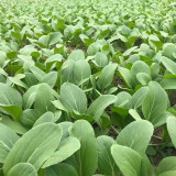 Round-Leaved Baby Bok Choy Seeds - Heat Tolerant, Disease Resistant, High-Yield & Fast-Growing Upright Variety