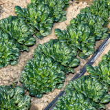 Flat Cabbage Seeds - High-Yield, Cold-Tolerant, Ideal for Small Gardens