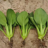 Round-Leaved Baby Bok Choy Seeds - Heat Tolerant, Disease Resistant, High-Yield & Fast-Growing Upright Variety