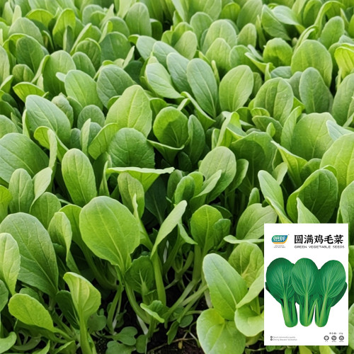 Round-Leaved Baby Bok Choy Seeds - Heat Tolerant, Disease Resistant, High-Yield & Fast-Growing Upright Variety
