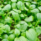 Round-Leaved Baby Bok Choy Seeds - Heat Tolerant, Disease Resistant, High-Yield & Fast-Growing Upright Variety