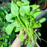 Round-Leaved Baby Bok Choy Seeds - Heat Tolerant, Disease Resistant, High-Yield & Fast-Growing Upright Variety