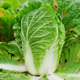 'Jiaoyan Qiubao' Chinese Cabbage Seeds - Early Maturing, High Yield, Yellow Heart Type, Hybrid Chinese Cabbage