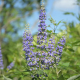 Chinese Chaste Tree Seeds - Five-Leaved Ornamental Shrub for Landscaping & Bonsai