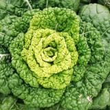 Yellow-Heart Flat Cabbage Seeds - Sweet & Crisp, Ideal for Fresh Eating and Salads
