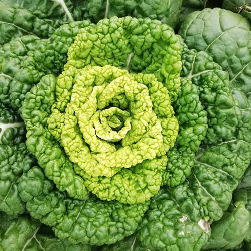Yellow-Heart Flat Cabbage Seeds - Sweet & Crisp, Ideal for Fresh Eating and Salads