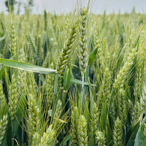 Barley Seeds - Premium Barley for Beer Making, Cooking & Herbal Remedies